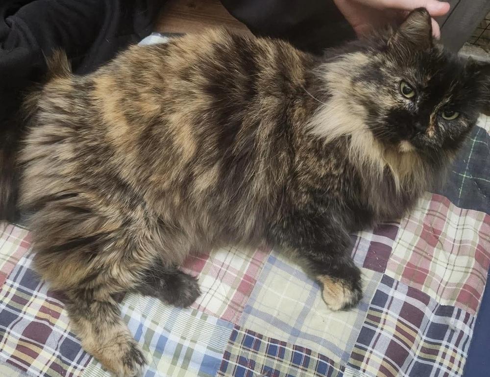 Enlarge Fluffy, a Adoptable mixed breed in WARNER ROBINS, GA image 1/3