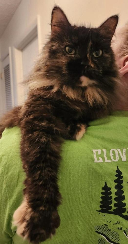 Enlarge Fluffy, a Adoptable mixed breed in WARNER ROBINS, GA image 2/3