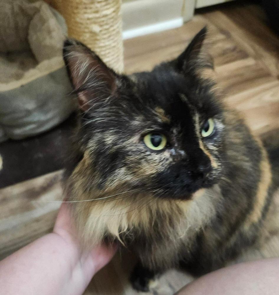 Fluffy, Adoptable, Adult Female Domestic Long Hair.