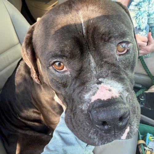 Enlarge Gemma, a Adoptable mixed breed in Grand Junction, CO image 1/3