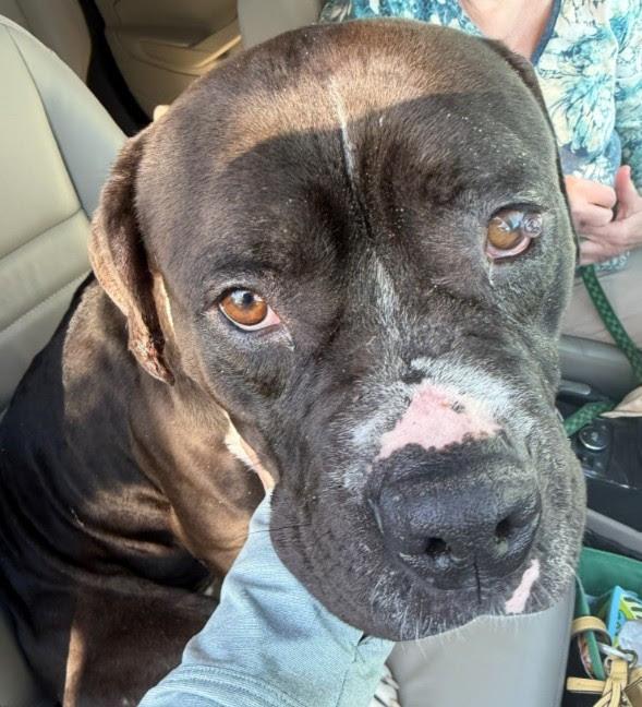 Enlarge Gemma, a Adoptable mixed breed in Grand Junction, CO image 2/3