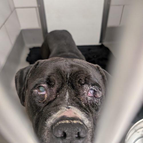 Enlarge Gemma, a Adoptable mixed breed in Grand Junction, CO image 3/3