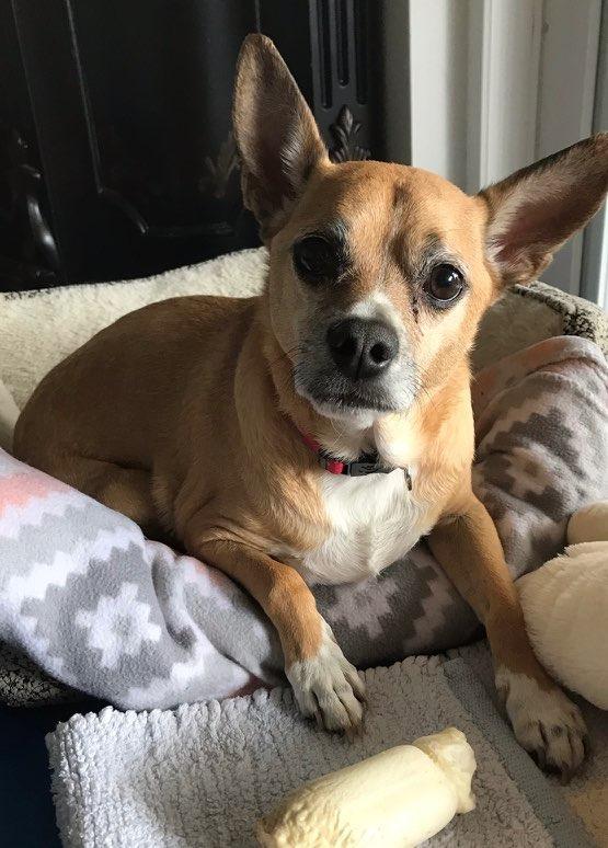 Bruno, Adoptable, Adult Male Chihuahua.