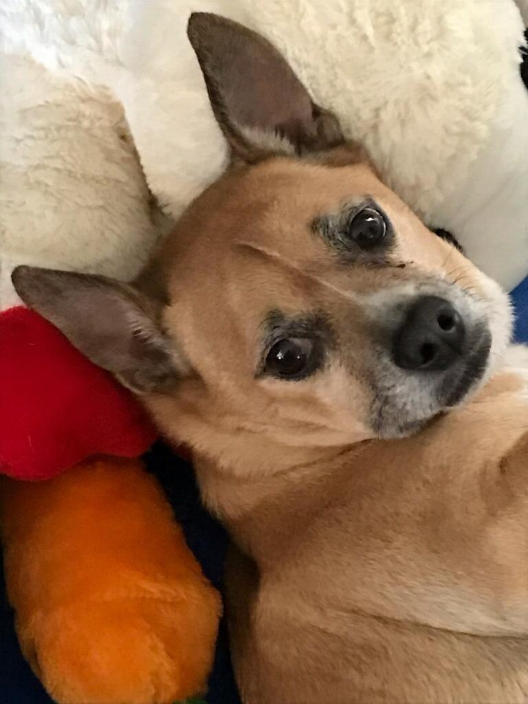 Bruno, a Adoptable Chihuahua in Cottonwood, AZ image 2/2