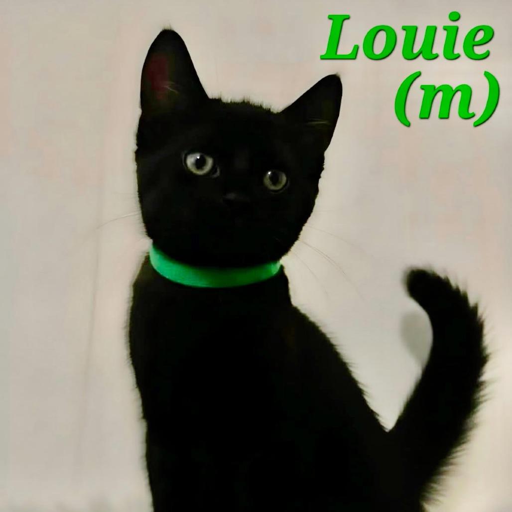 Enlarge Louie, a Adoptable Domestic Short Hair in New Port Richey, FL image 1/1