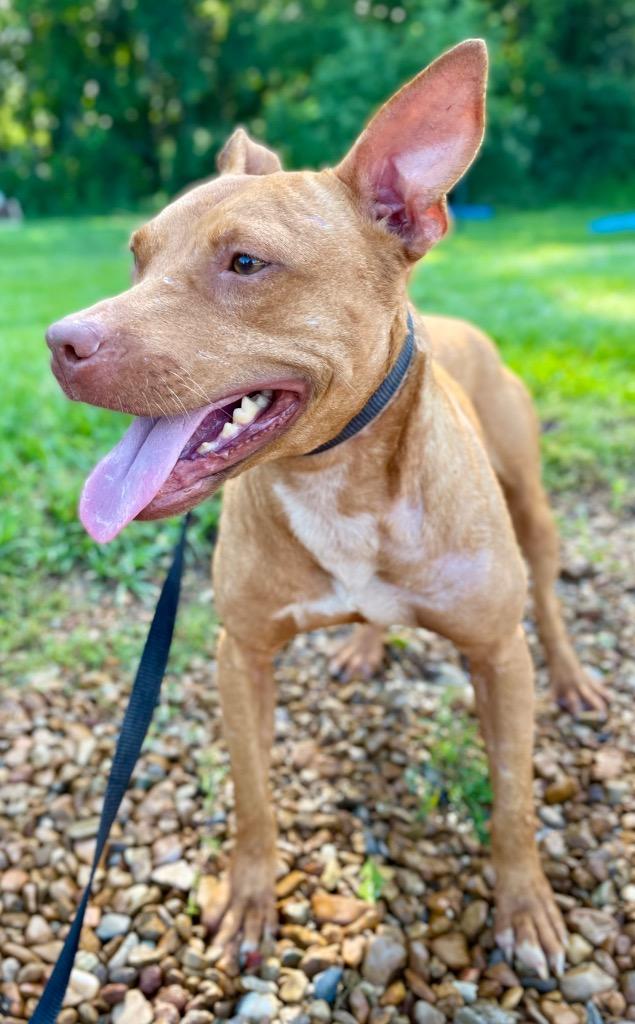 Cinnamon thumbnail 5