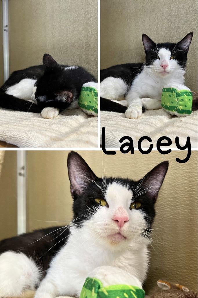 Lacey, Adoptable, Young Female Domestic Short Hair.