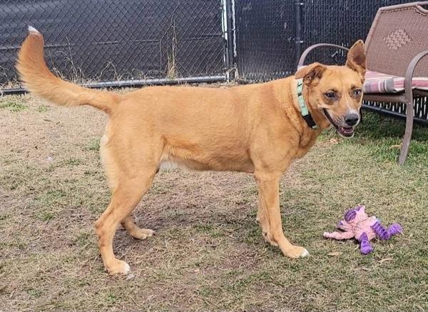 SKY, Adoptable, Senior Female Labrador Retriever & Siberian Husky.