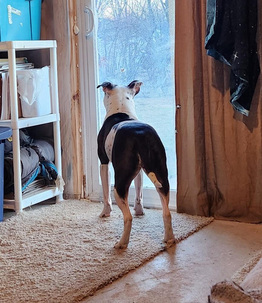 Xena (26-030 D), a Adoptable mixed breed in Lansing, MI image 2/5