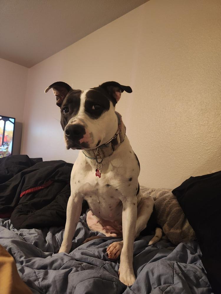 Xena (26-030 D), a Adoptable mixed breed in Lansing, MI image 3/5