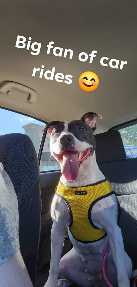 Xena (26-030 D), a Adoptable mixed breed in Lansing, MI image 4/5