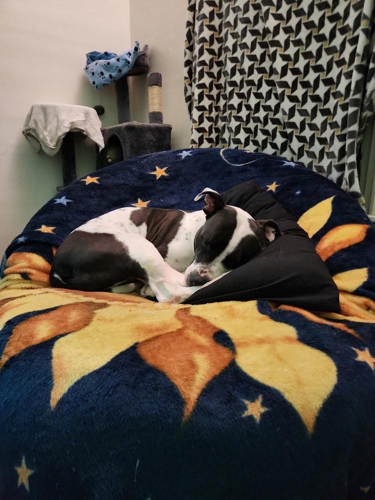 Xena (26-030 D), a Adoptable mixed breed in Lansing, MI image 5/5