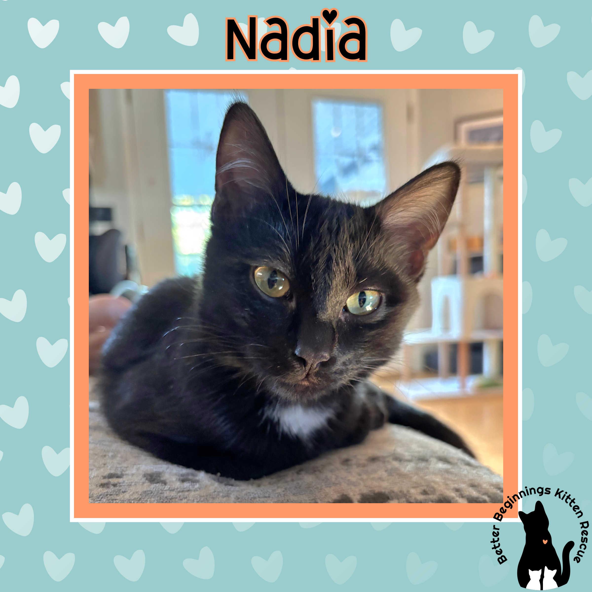 Nadia, Adoptable, Kitten Female Domestic Short Hair.