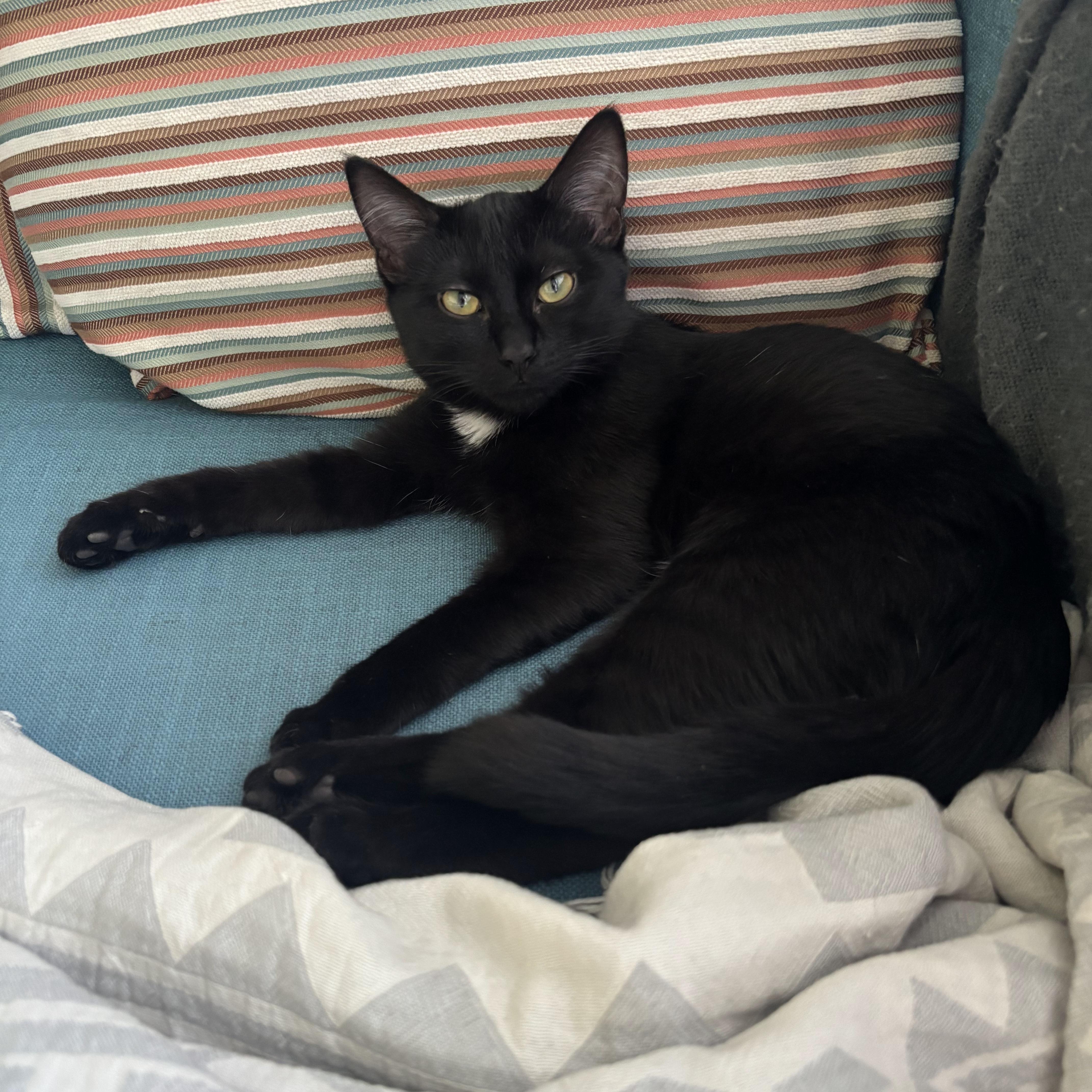 Nadia, a Adoptable mixed breed in Kamloops, BC image 2/5