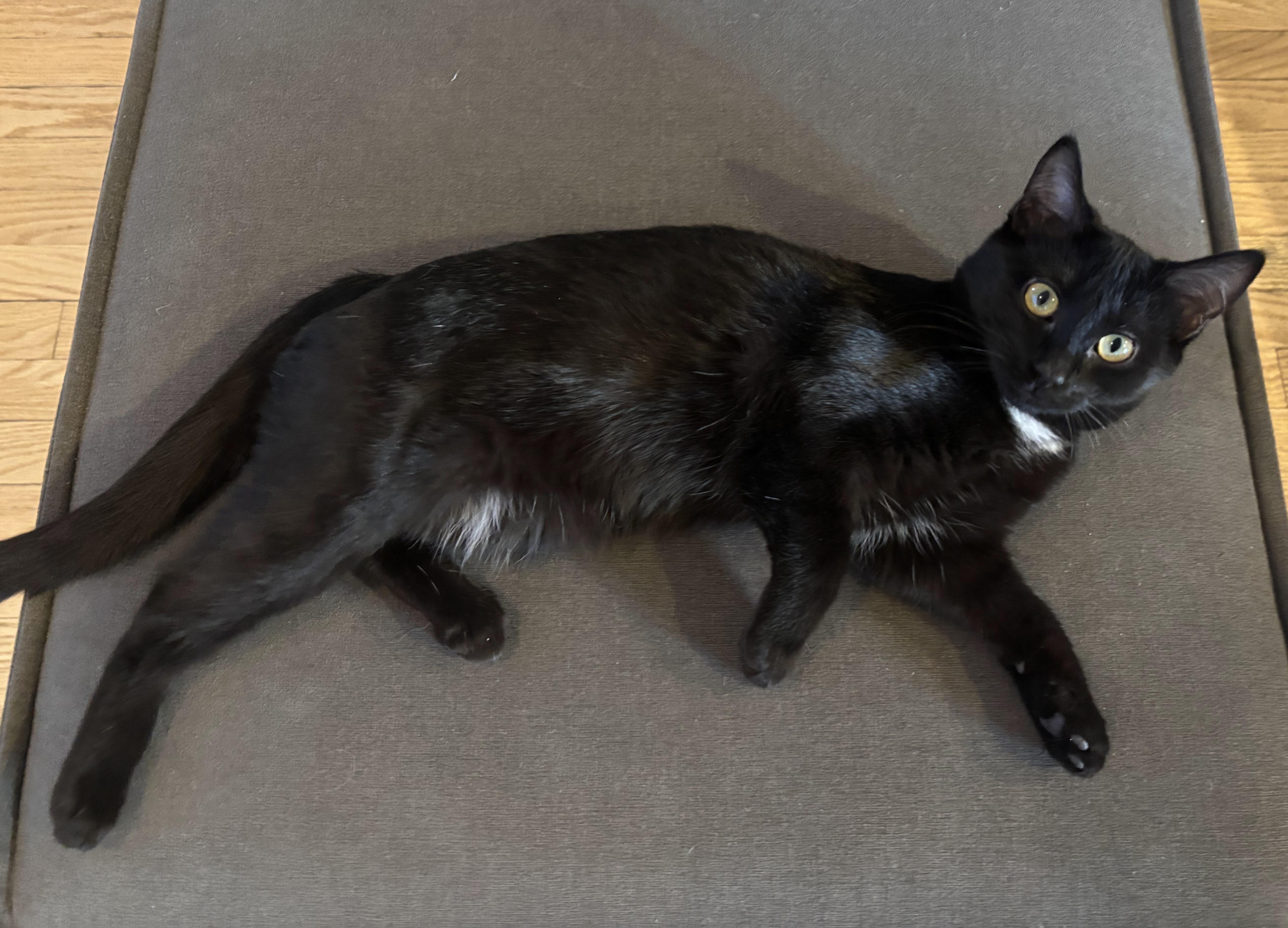 Nadia, a Adoptable mixed breed in Kamloops, BC image 3/5