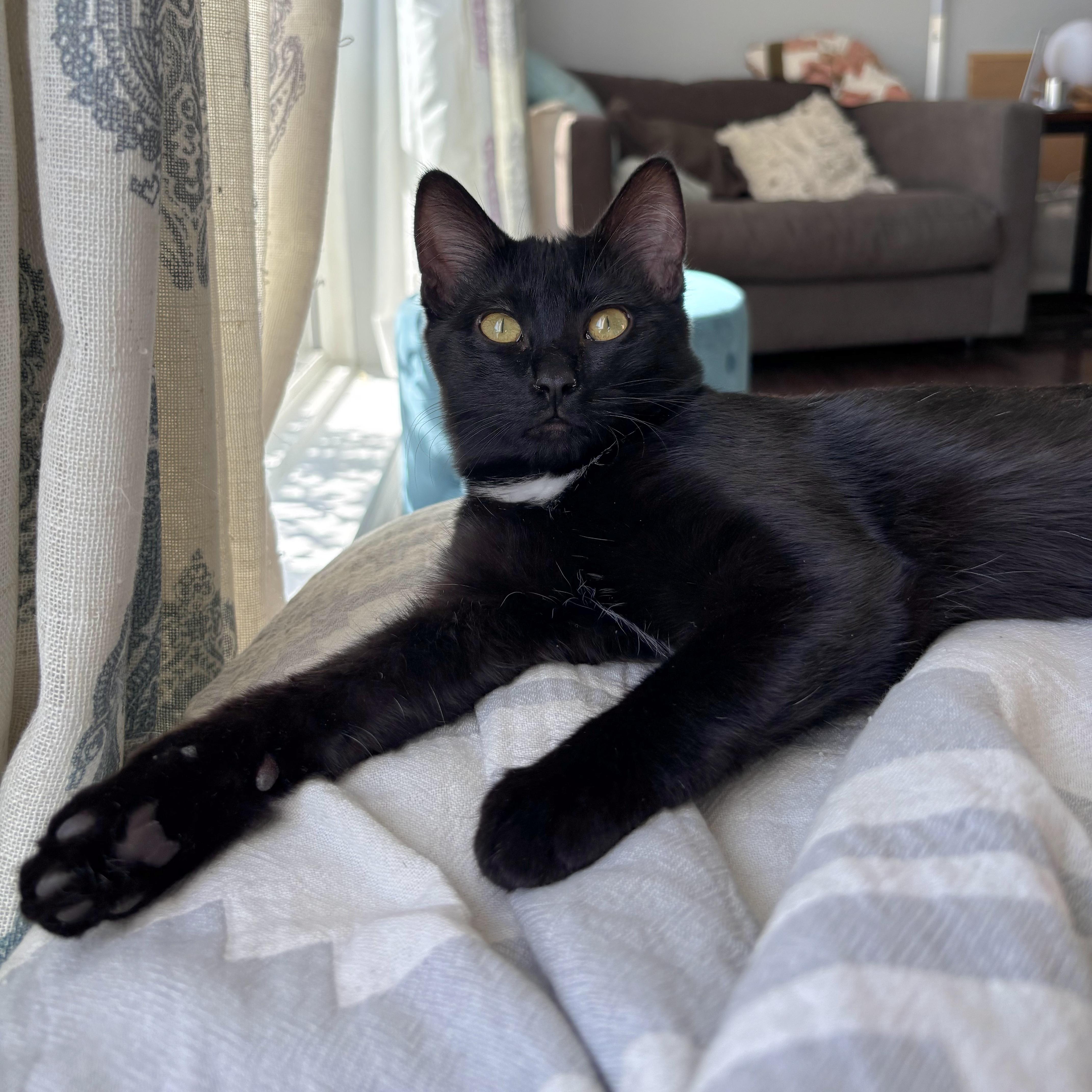 Nadia, a Adoptable mixed breed in Kamloops, BC image 5/5