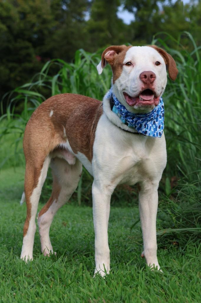 Moonie, Adoptable, Young Male Mixed Breed.