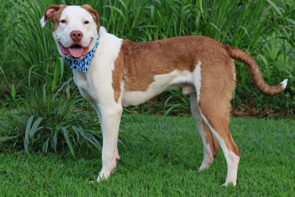 Enlarge Moonie, a Adoptable mixed breed in Columbia, TN image 2/5