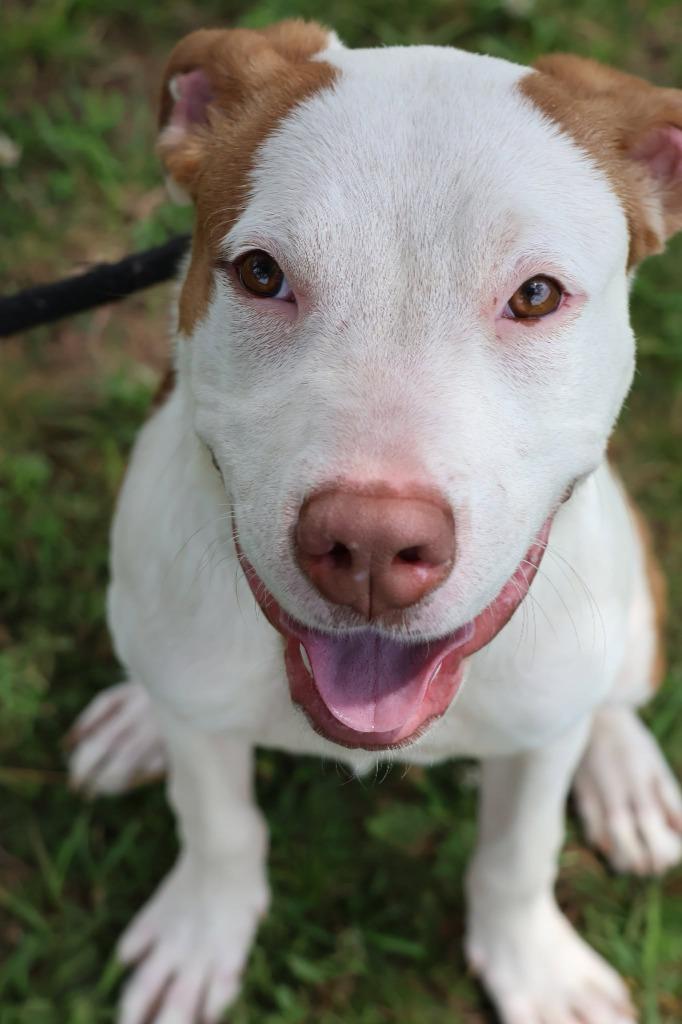 Enlarge Moonie, a Adoptable mixed breed in Columbia, TN image 3/5