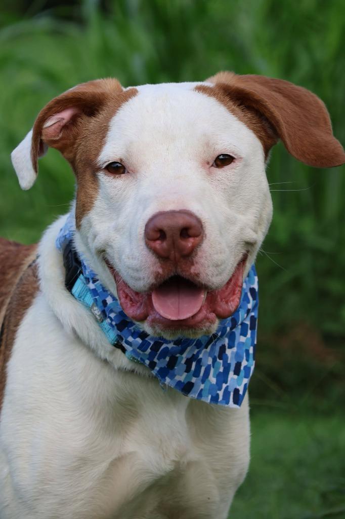 Enlarge Moonie, a Adoptable mixed breed in Columbia, TN image 4/5