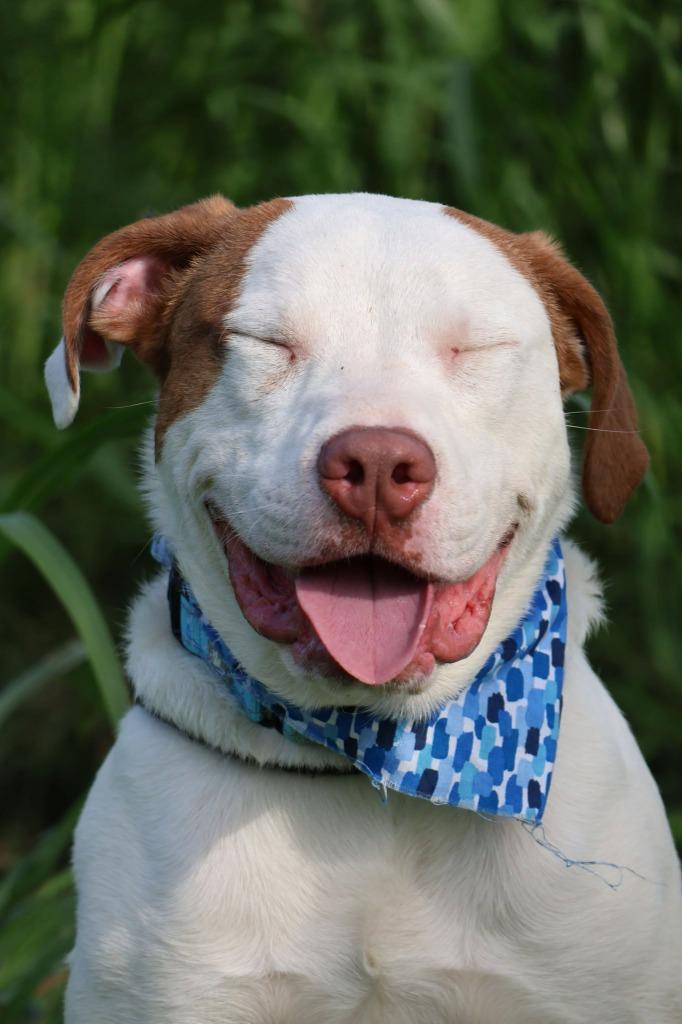 Enlarge Moonie, a Adoptable mixed breed in Columbia, TN image 5/5