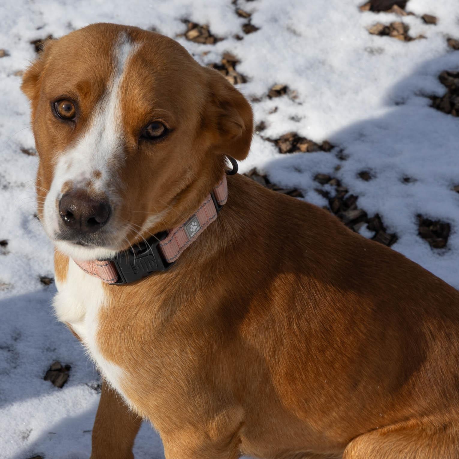 Twinkie, an adoptable Mixed Breed in Mount Pleasant, MI, 48858 | Photo Image 2