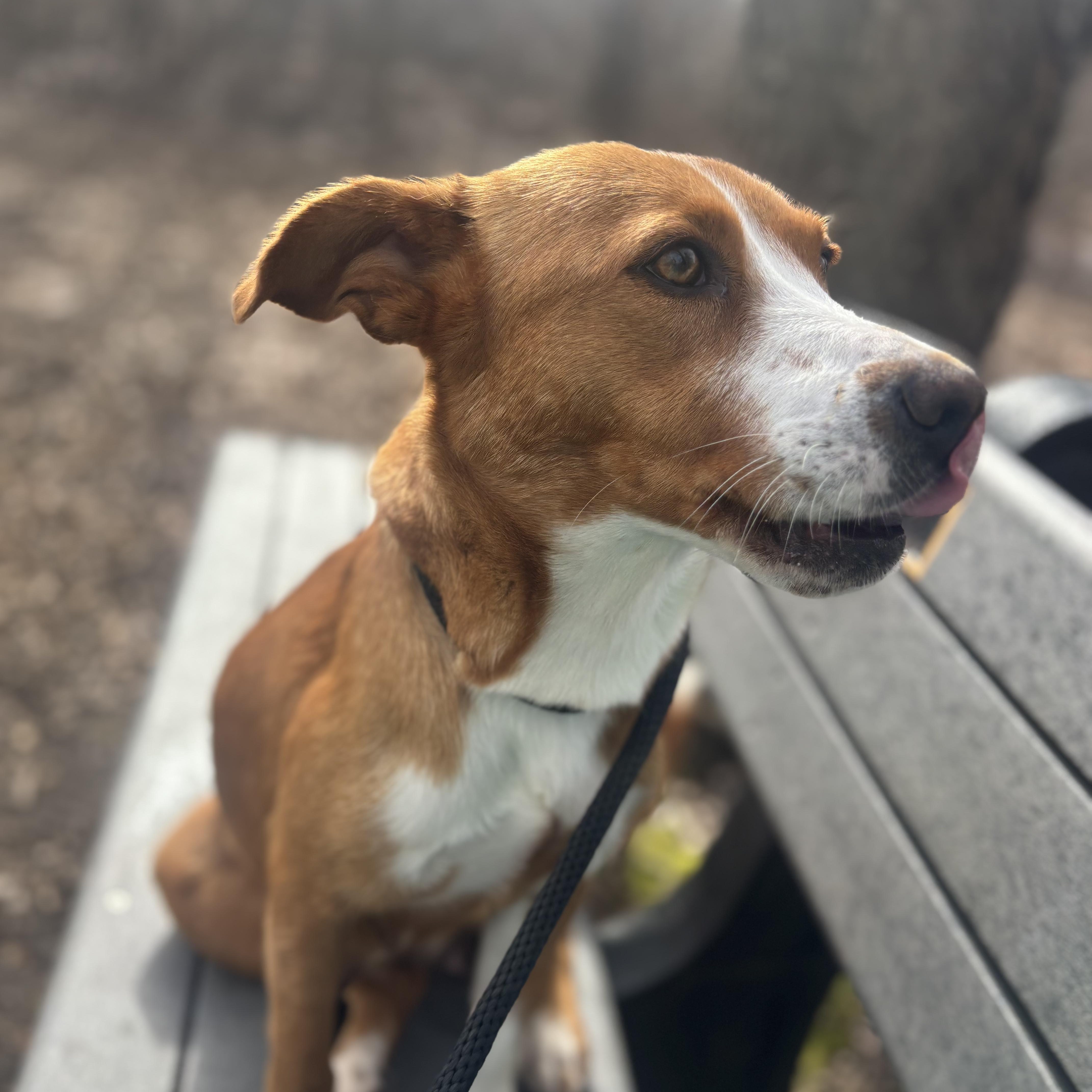 Twinkie, an adoptable Mixed Breed in Mount Pleasant, MI, 48858 | Photo Image 3