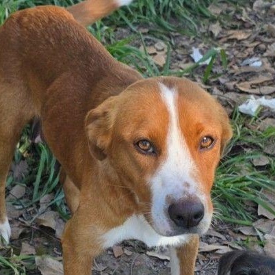 Twinkie, an adoptable Mixed Breed in Mount Pleasant, MI, 48858 | Photo Image 4
