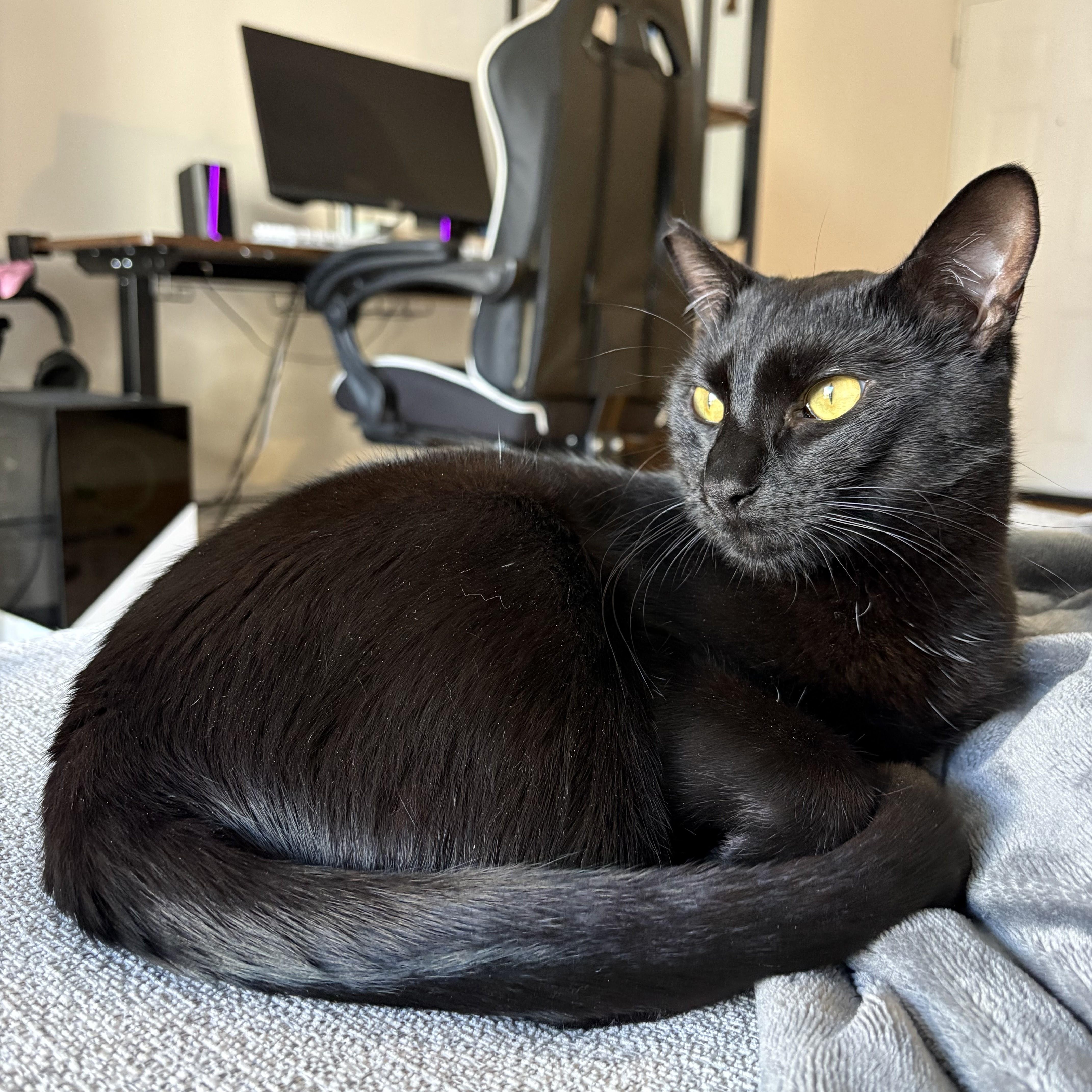 Enlarge Beano aka Timothy Cahill, a ADOPTABLE American Shorthair in brooklyn, NY image 2/6