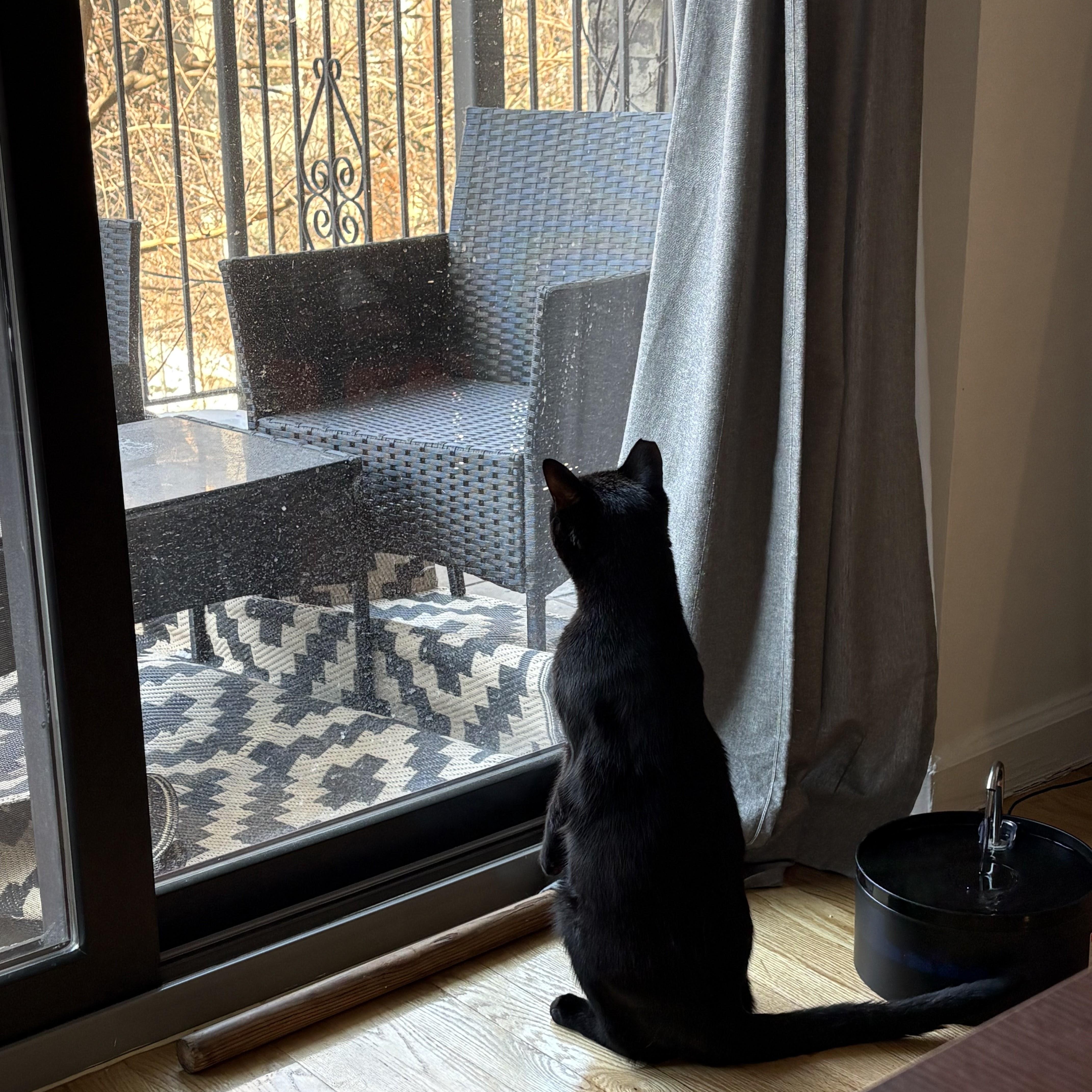 Enlarge Beano aka Timothy Cahill, a ADOPTABLE American Shorthair in brooklyn, NY image 3/6