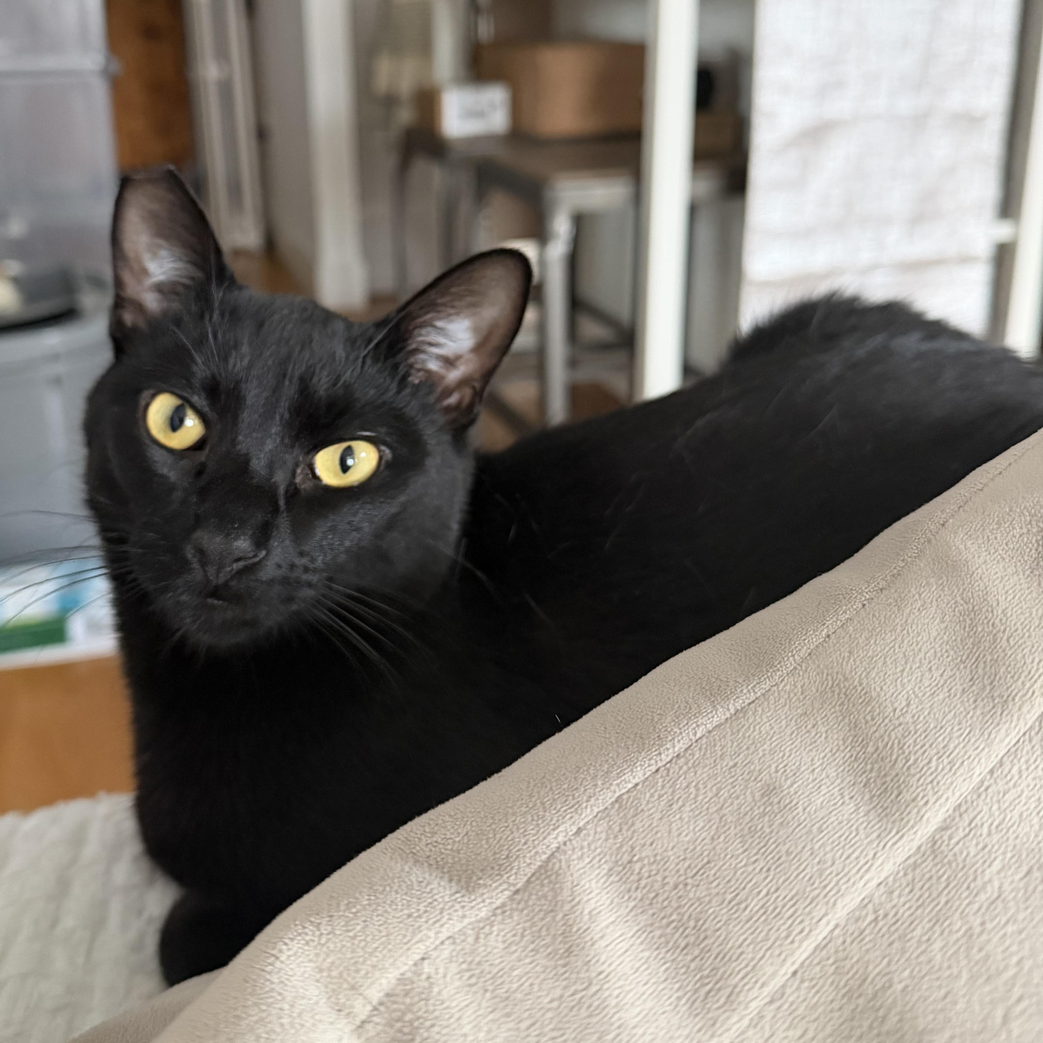 Beano aka Timothy Cahill, ADOPTABLE, Young Male American Shorthair.