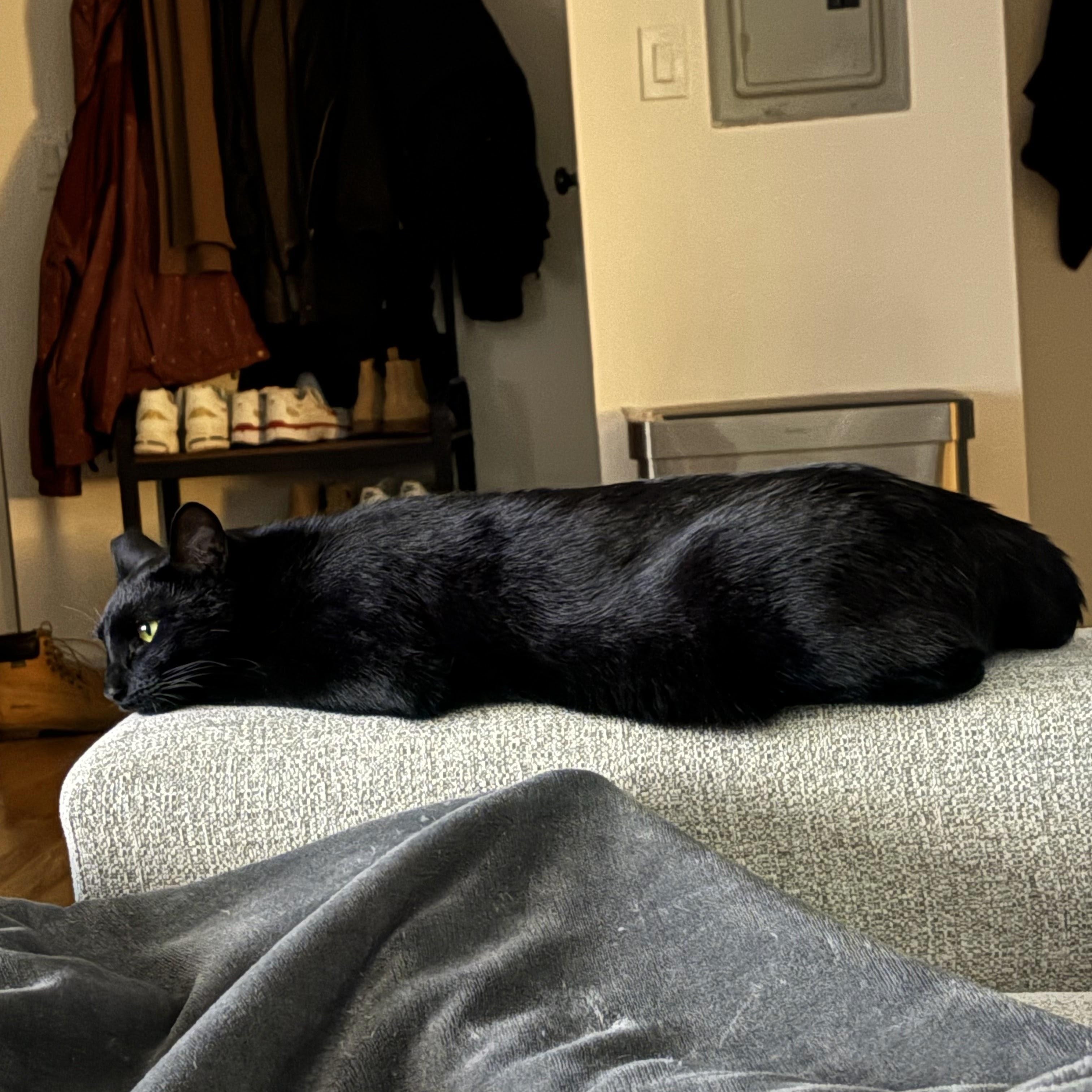 Enlarge Beano aka Timothy Cahill, a ADOPTABLE American Shorthair in brooklyn, NY image 4/6