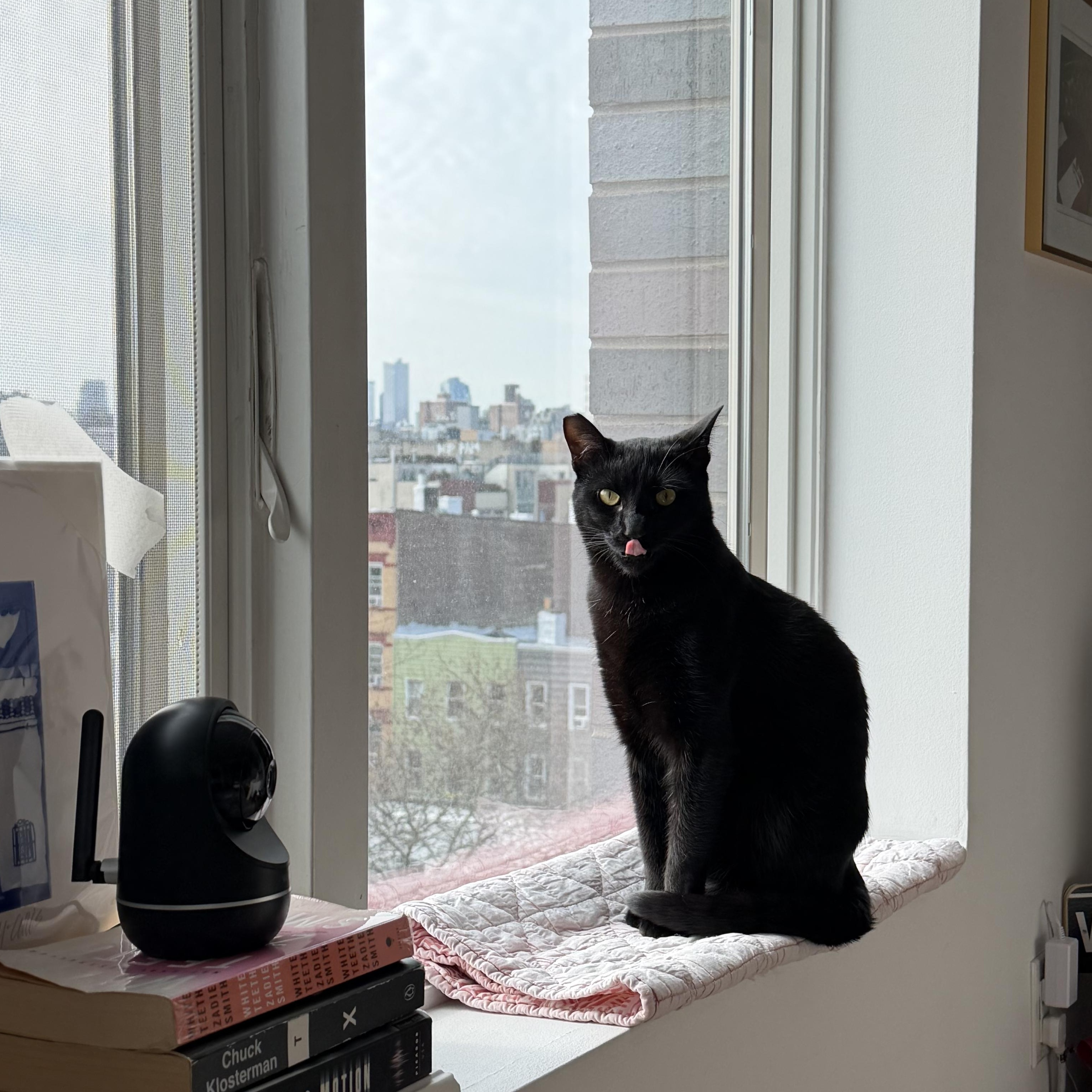 Enlarge Beano aka Timothy Cahill, a ADOPTABLE American Shorthair in brooklyn, NY image 5/6