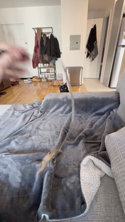 Enlarge Beano aka Timothy Cahill, a ADOPTABLE American Shorthair in brooklyn, NY video 6/6