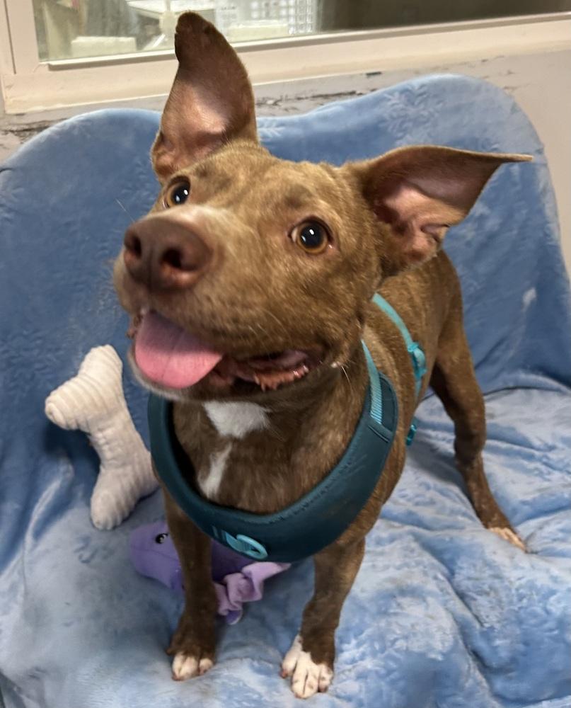 Lollipop, Adoptable, Adult Female American Staffordshire Terrier.