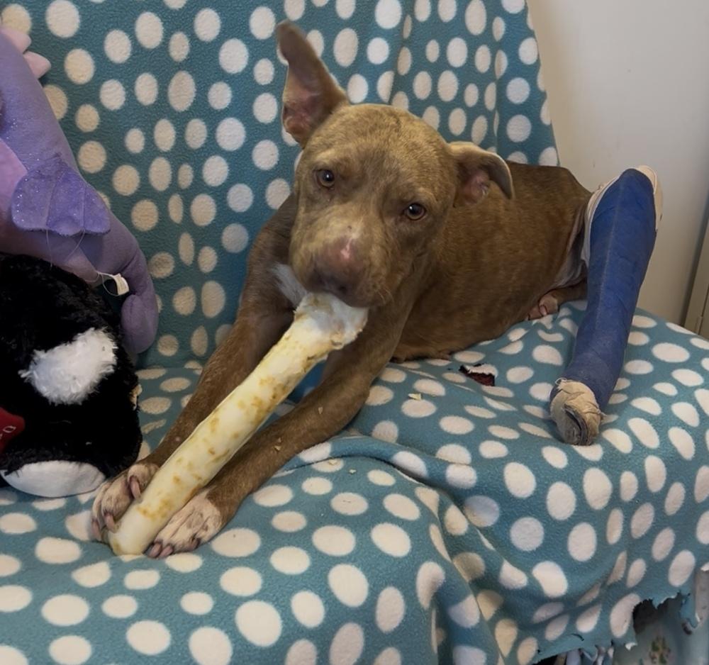 Lollipop, Adoptable, Adult Female American Staffordshire Terrier.