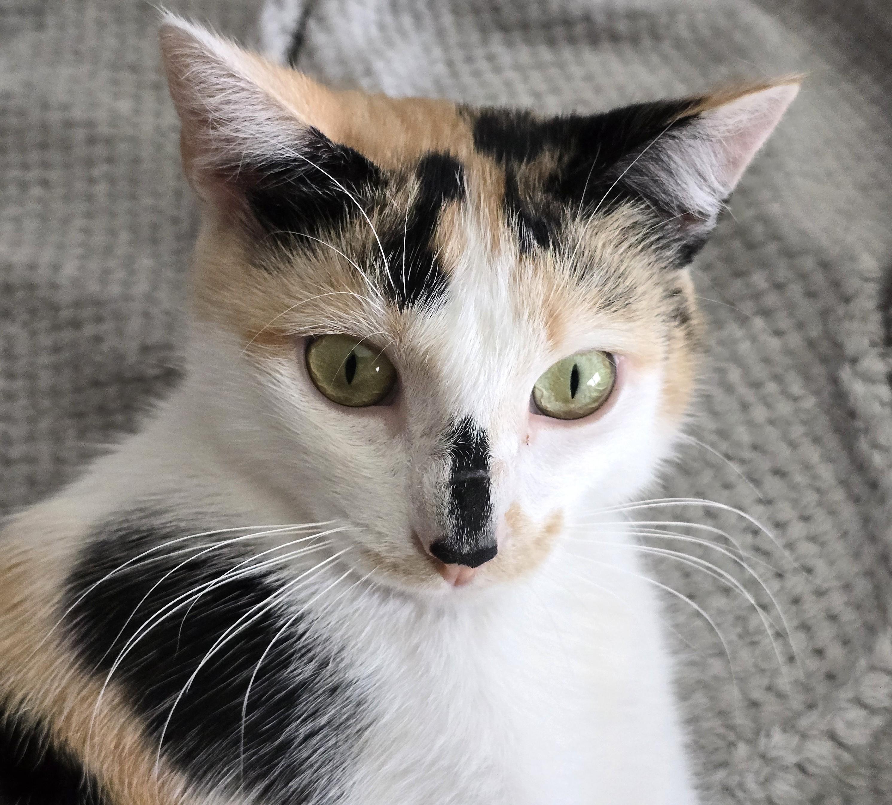 Enlarge Kelly, an adopted Domestic Short Hair in Wilmington, NC image 2/2
