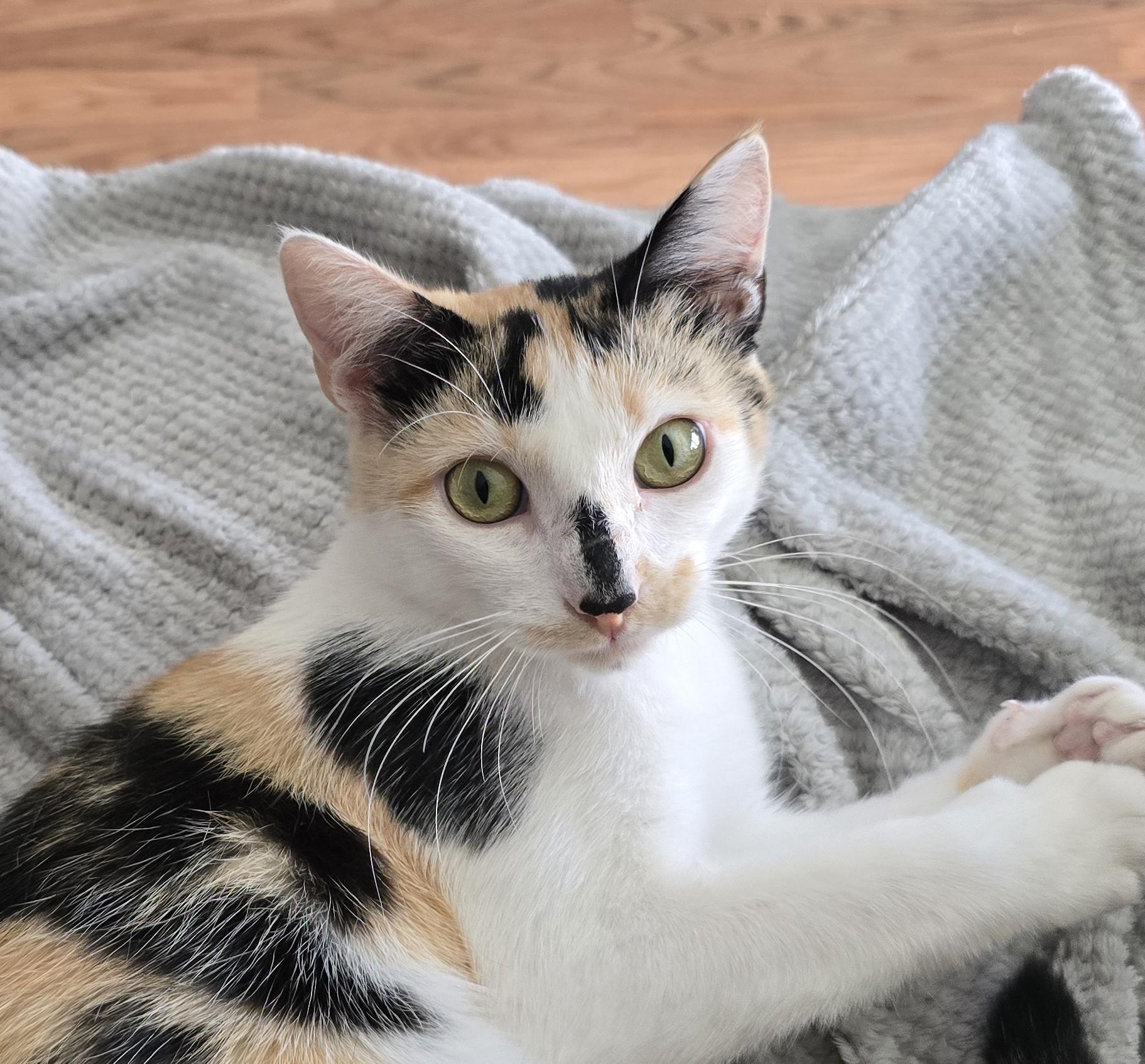 Enlarge Kelly, an adopted Domestic Short Hair in Wilmington, NC image 1/2