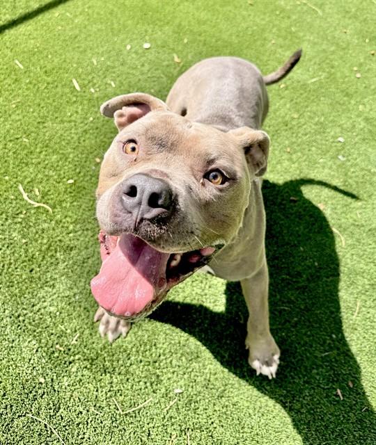 CHAPO, Adoptable, Young Male Pit Bull Terrier.