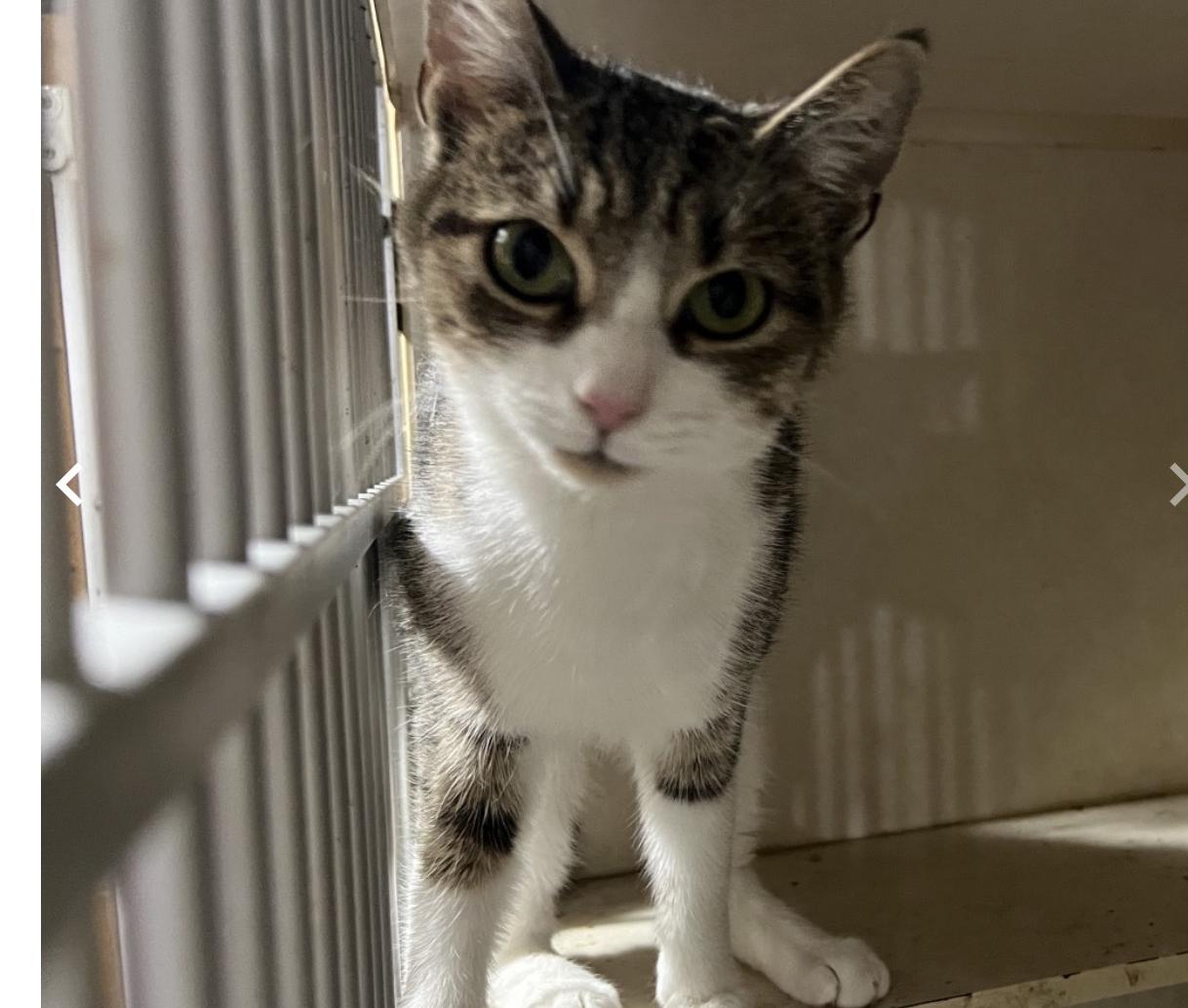 Enlarge Snowball, an adopted Domestic Short Hair in Winthrop, ME image 1/1