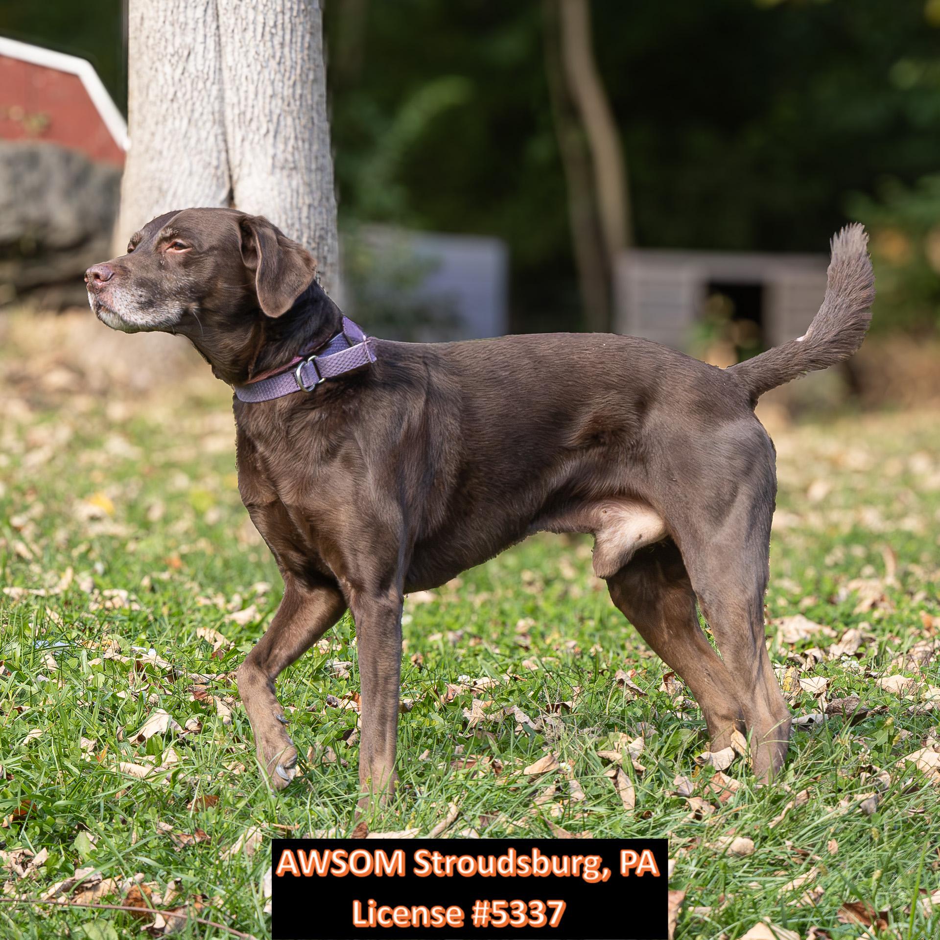 Enlarge Voorhees, a Adopted mixed breed in Stroudsburg, PA image 2/3