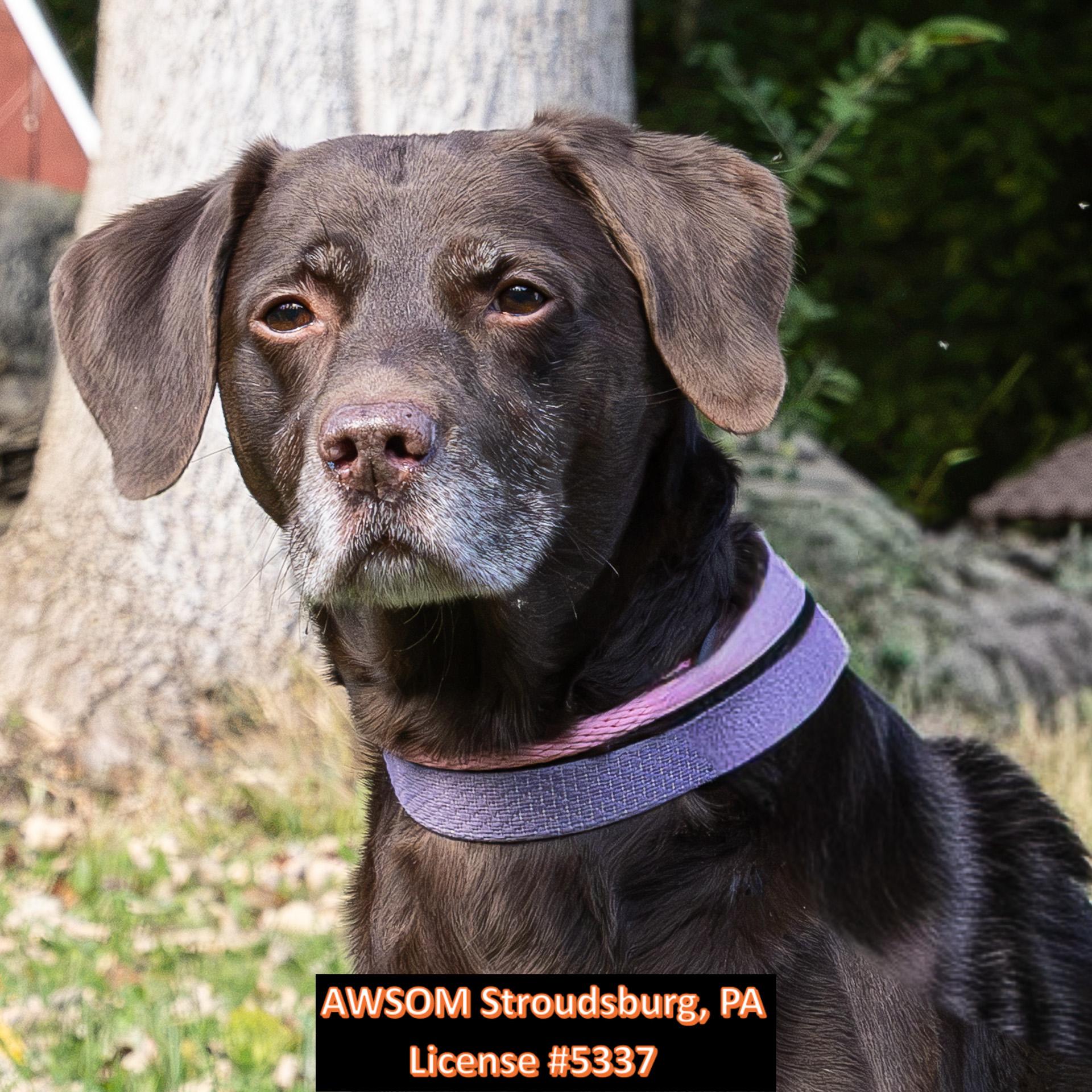 Enlarge Voorhees, a Adopted mixed breed in Stroudsburg, PA image 3/3