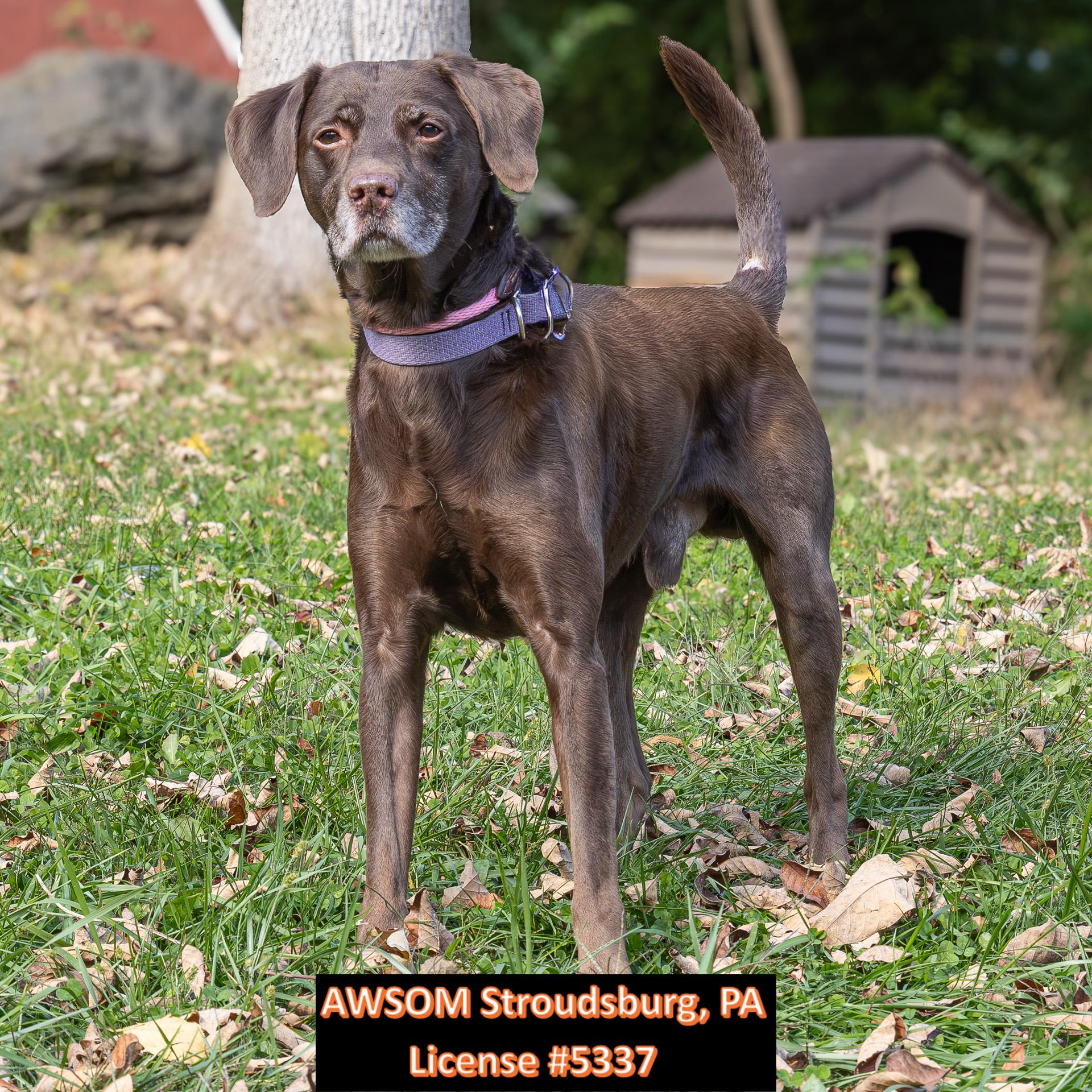 Voorhees, Adopted, Adult Male Chocolate Labrador Retriever.