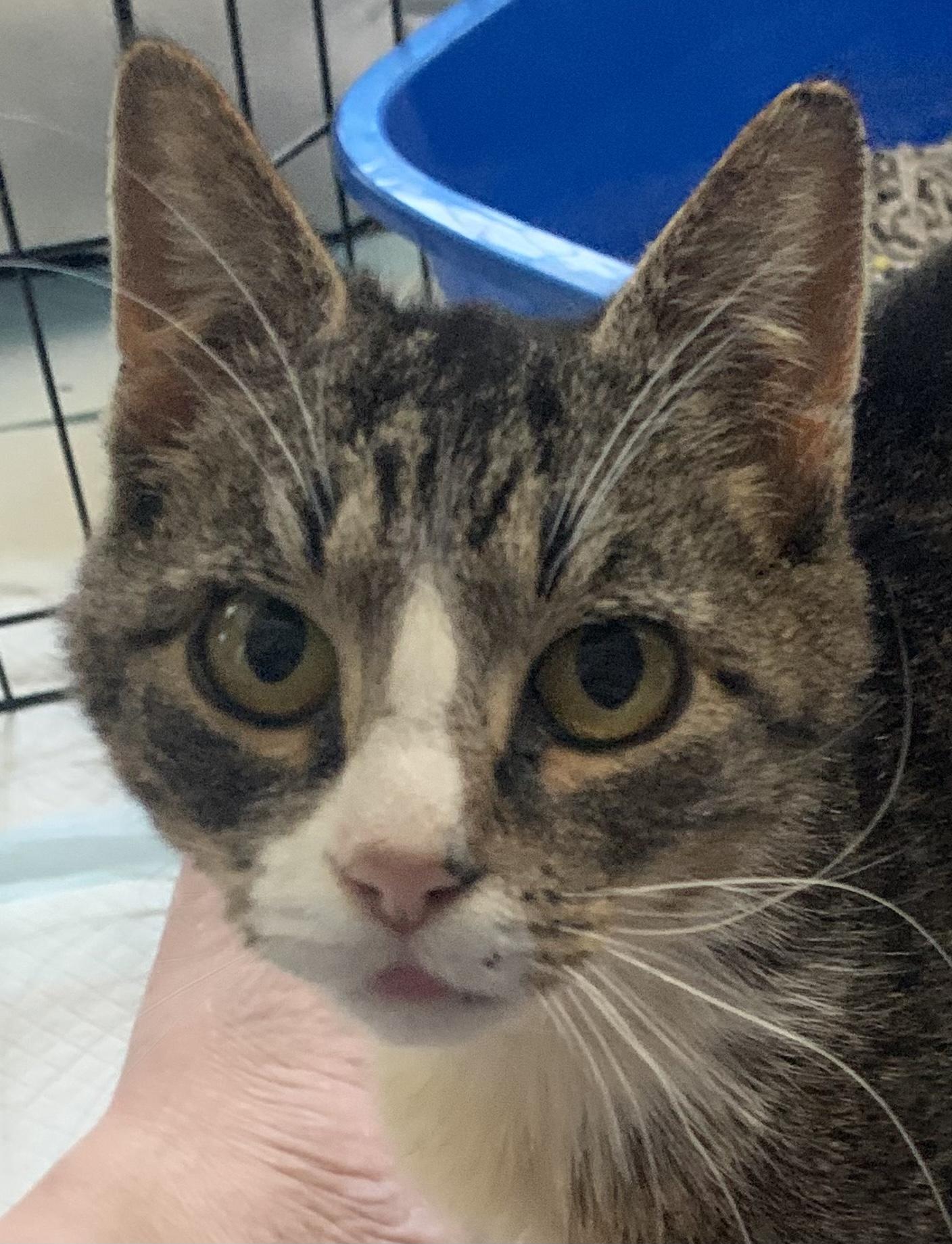 Blue Bell, a Adoptable Domestic Short Hair in Lemoyne, PA image 3/6