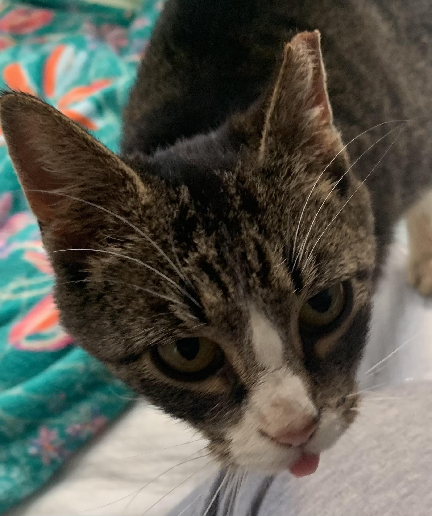 Blue Bell, a Adoptable Domestic Short Hair in Lemoyne, PA image 6/6