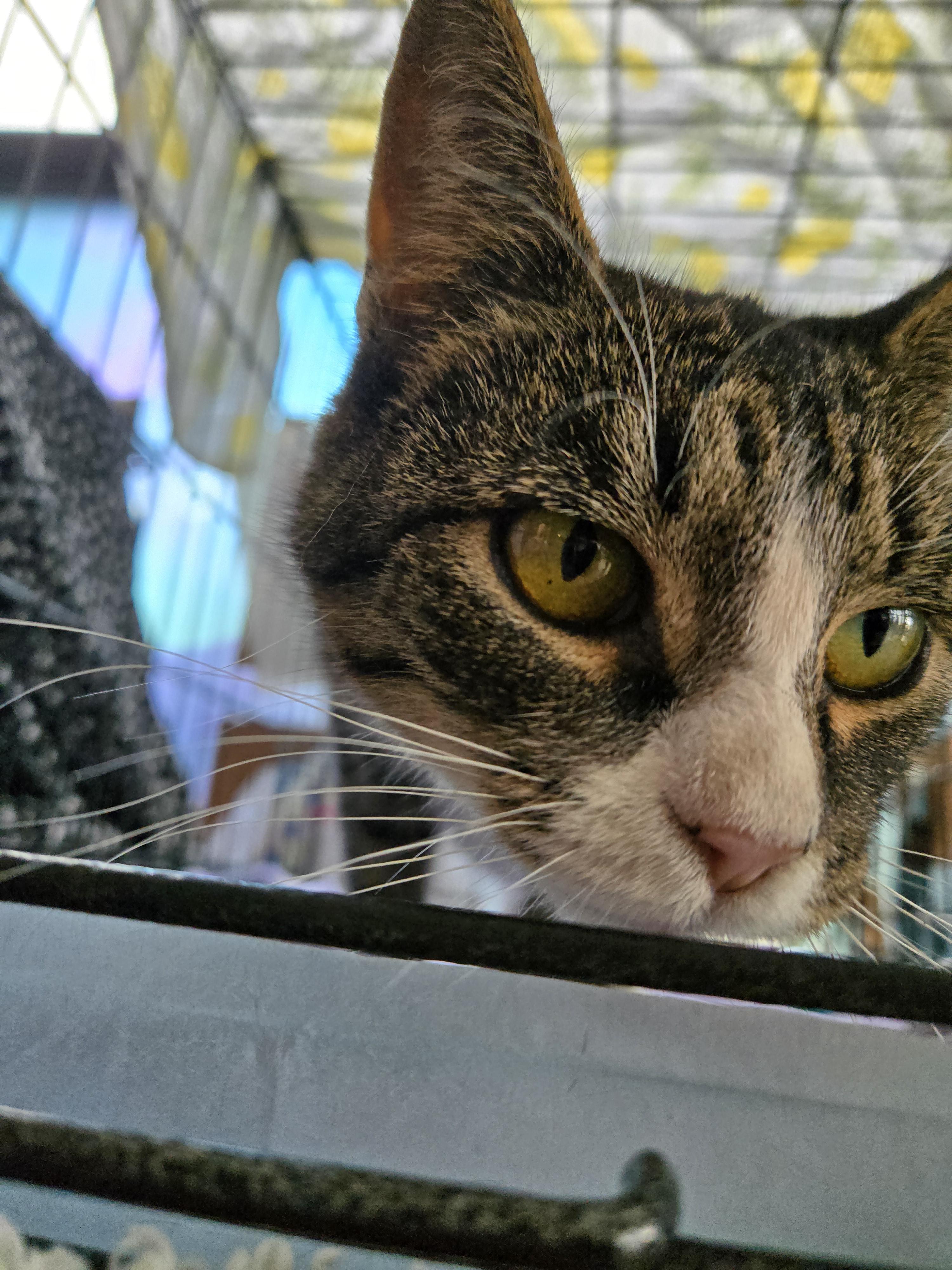 Blue Bell, Adoptable, Adult Female Domestic Short Hair.