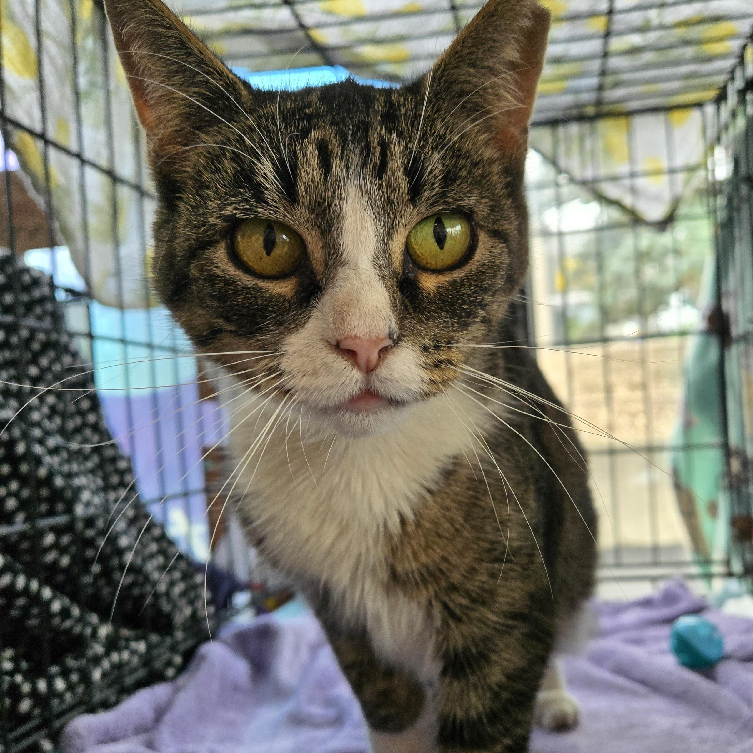 Blue Bell, a Adoptable Domestic Short Hair in Lemoyne, PA image 2/6