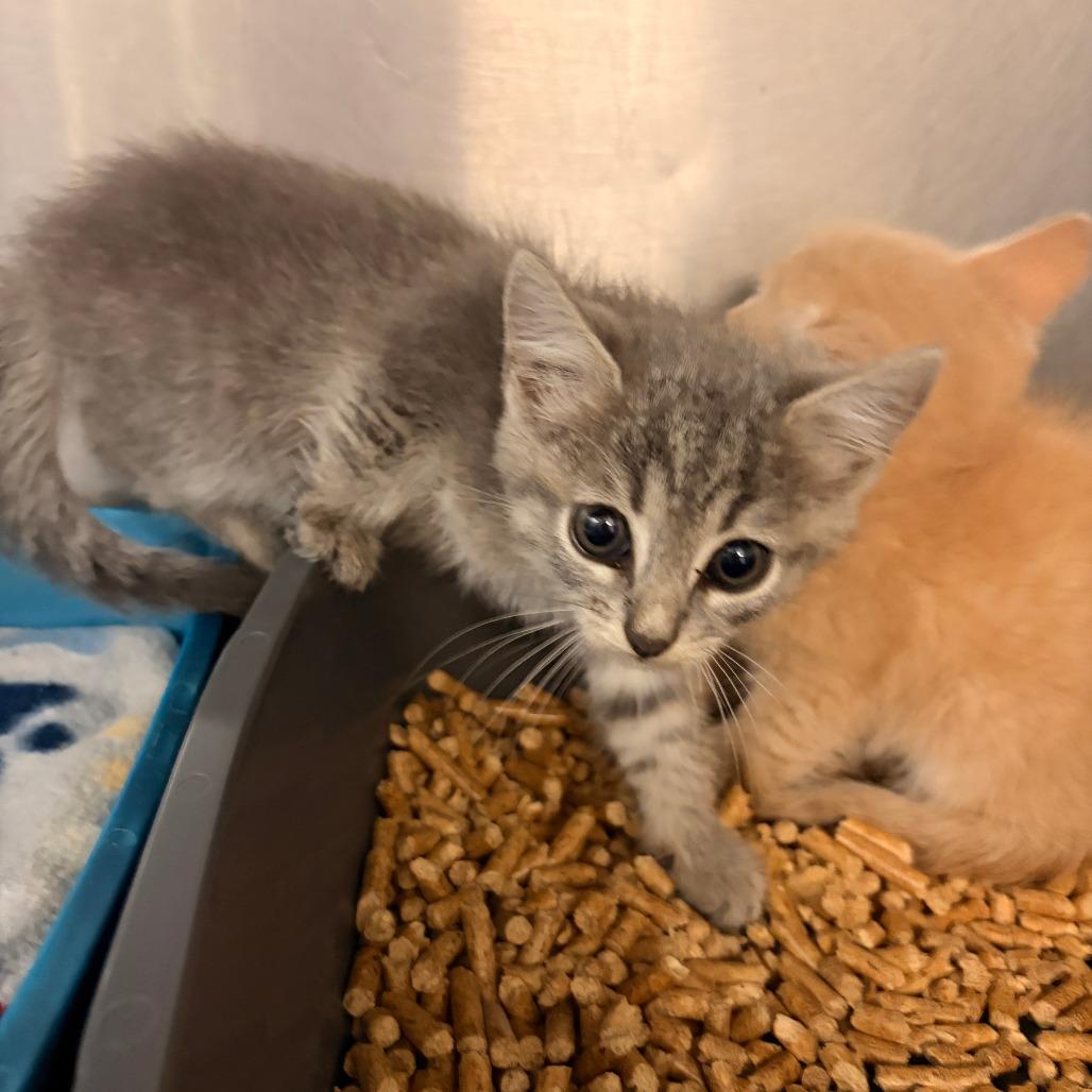 Peaches, Adoptable, Kitten Female Domestic Short Hair.