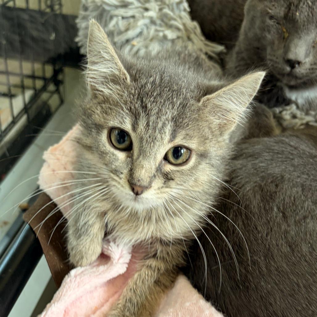 Enlarge Peaches, a Adoptable Domestic Short Hair in Franklin, NC image 2/2