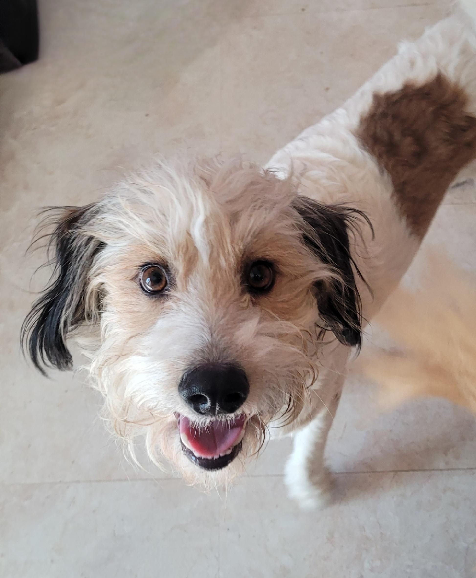 Henri, Adoptable, Adult Male Poodle & Schnauzer.